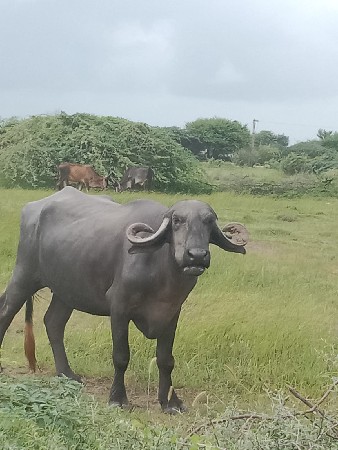 આ પેલા વેતર ની ખળેલી વેચવા ની છે