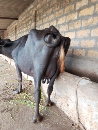 ભેંસ વેચવાની છે