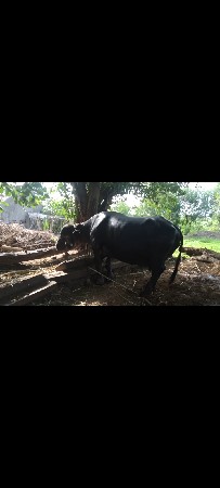ભેંસ વેચવાની છે