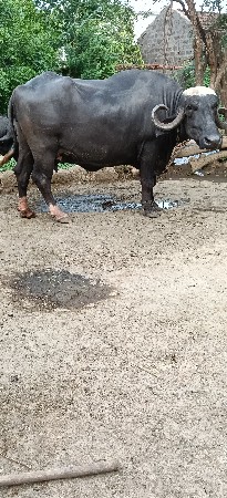 ભેંશ વેસવાની છે