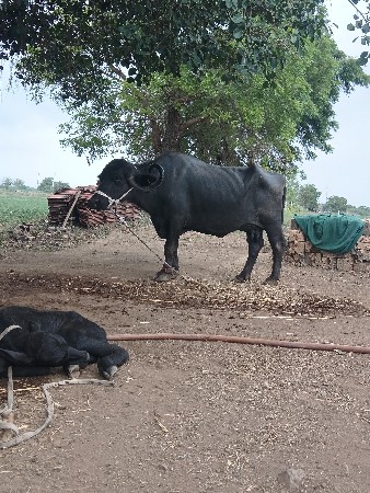 ભેસ