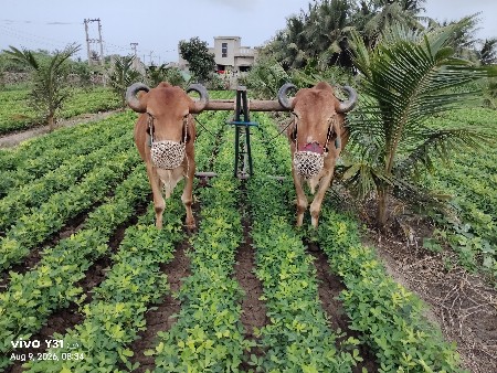 બળદ વેચવાના છે