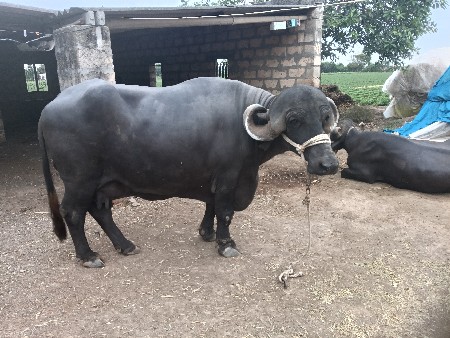 ભેંસ