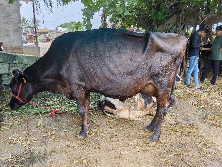 જર્સી