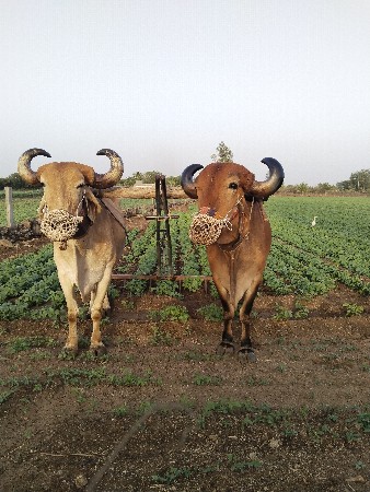 બળદ વેચવાના છે