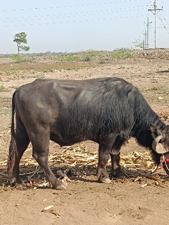 પાડો 6 દાતે વેચવા નો છે