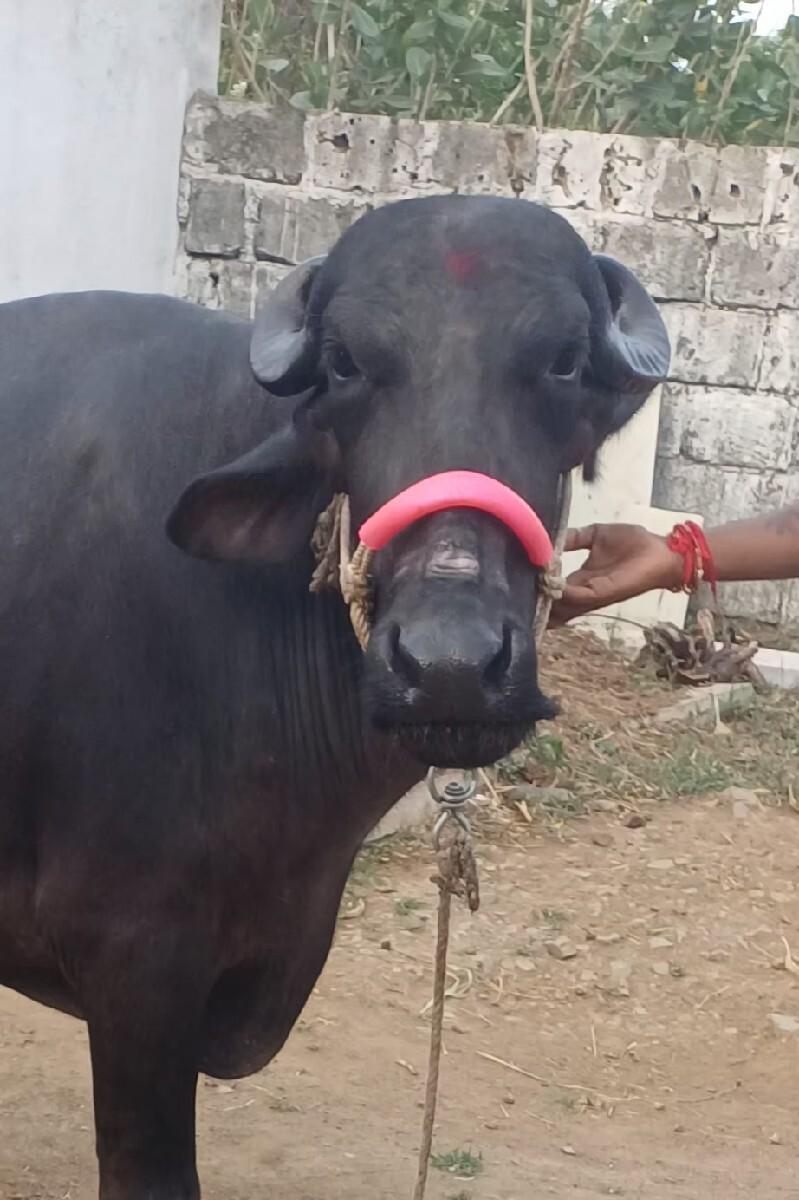 ભેસ વેસવાની છે