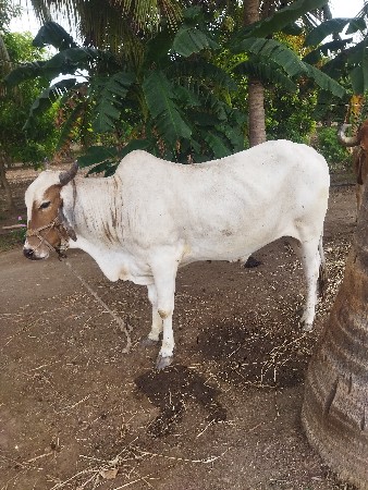 ઘોધલો વેચવાનો છે