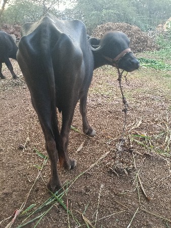 પેલું વેતર ખોડેલી વેચવાની છે