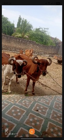 બળદ ગોઢલા વેચવાના છે