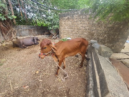 ગીર હોડકી 1.5 વર્ષ