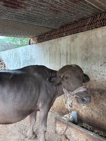 pelu vetar khadeli