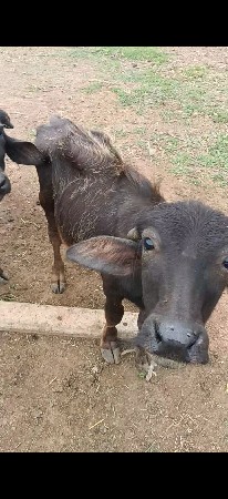 બે પાડા વેચવા ના છે