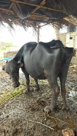 વેચવાની છે