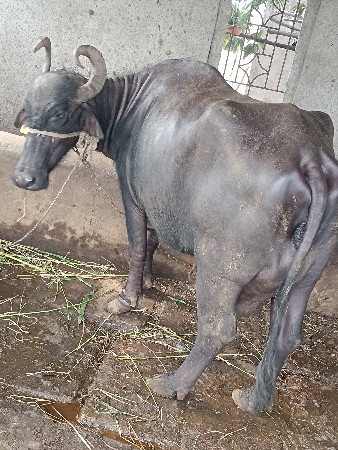 ત્રીજા વેતરમાં ભેંસ છે