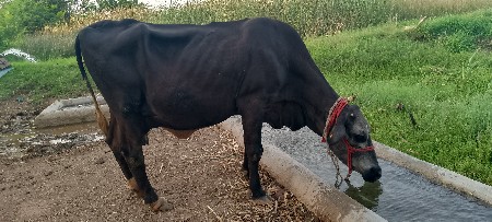 વેસવાની છે સાટો કરવાનુછે