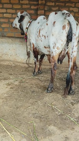 ગીર કાબરી ઓણકિ