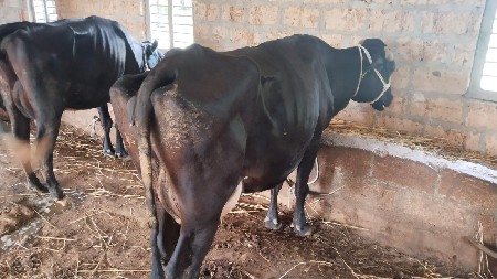 Sh .ગાય વેચવાની છે