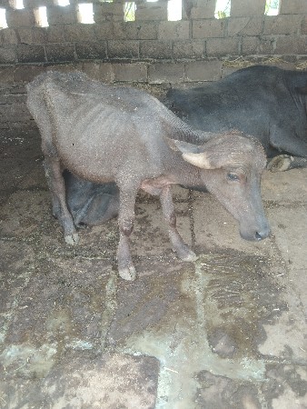 પડો દોથ વારાસનો સતા મા પડી હાલે