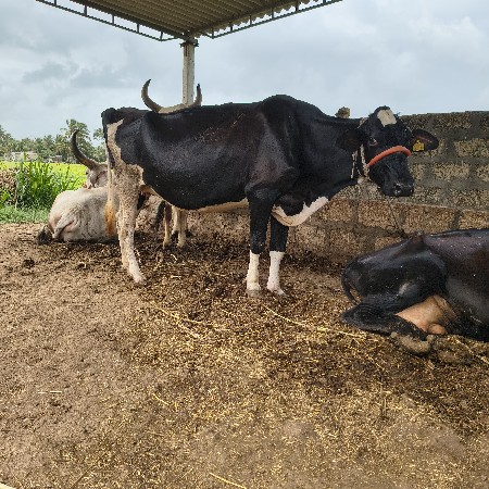 બે હોડકા વેચવાના છે