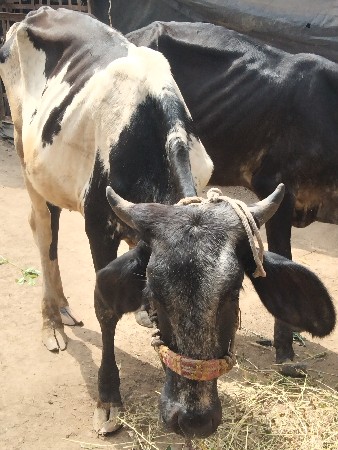 hf વાછડી અને ગીર વાછડી