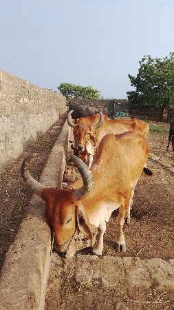 ગોધલા બીજી એક ને એક ને ત્રીજી