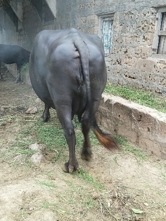 ભેસ વેચવાની છે