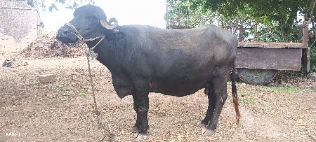 ભૅસ વૅસવાની સૅ