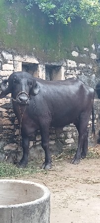ચાર દાતે  છે