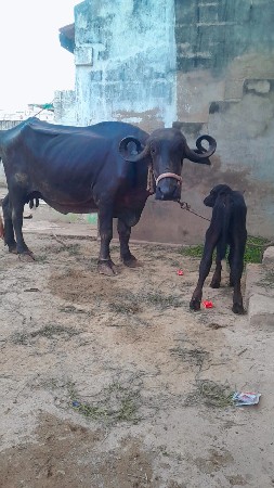ભેંસ વેચવાની છે