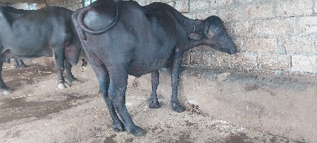 રાળા.નાજાભાઈ