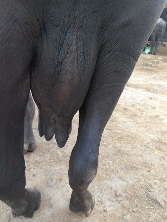 ભેંસ વેચવાની છે