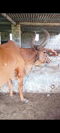 ગાય વેચવાની છે