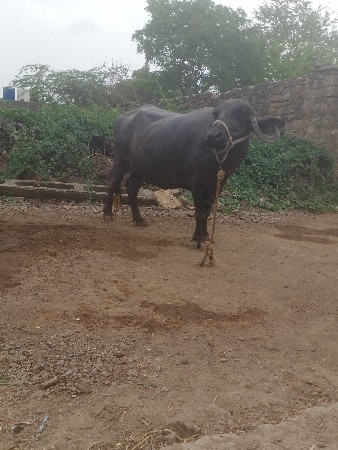 ભેંસ વેચવાની છે