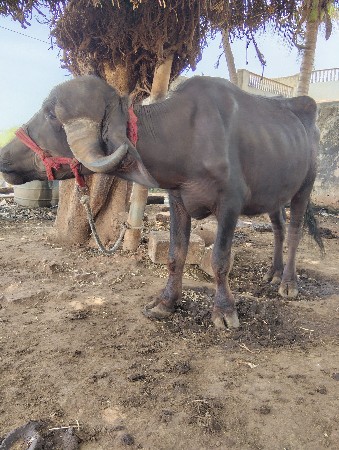 આ ખડેલી વેચવાનીછે