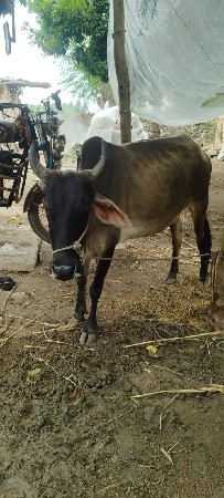 ગાય વેચવાની છે