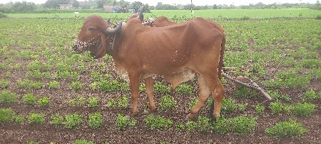 ડાભી યાર ડાબિયા