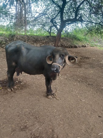 ખળેલી વેચવાની છે