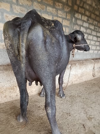 ખડેલી વેચવાની છે