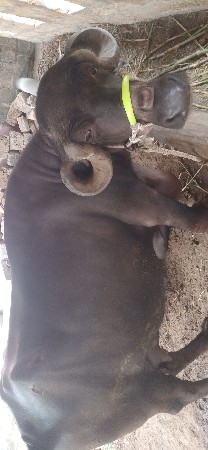દસ દીવસ કાચી છે