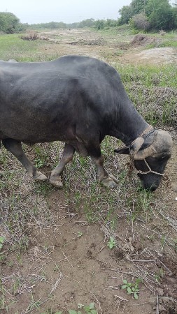 વેચવાનું