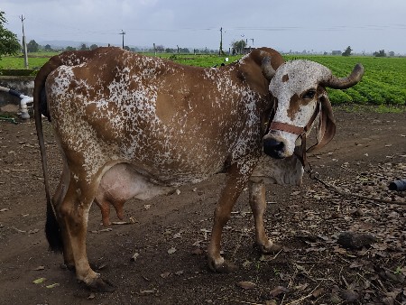 ગીર ગાઈ વેસવાની છે