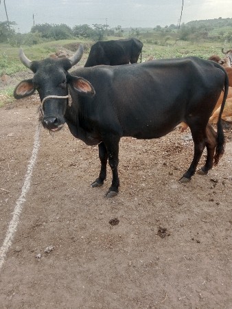 બેજરસિગાય