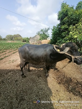 ભેંસ વેચવાની છે