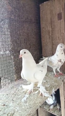7862052714 મેસેજ કરજો whatsapp માં