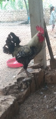 દેશી મુરઘા વેચવાનો છે
