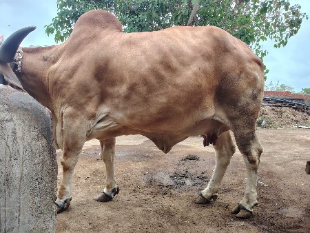 ગાય વેચવાની છે