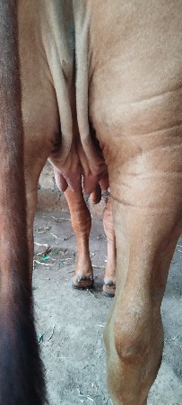 વેચવાની ગાય ફૂલ જવાબદારી વારી