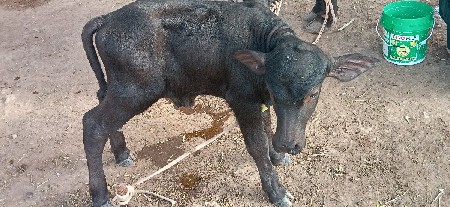 ભેંસ વેચ વાની