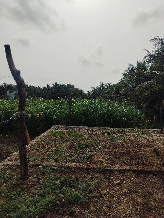 જુવાર નો લીલો ચારો